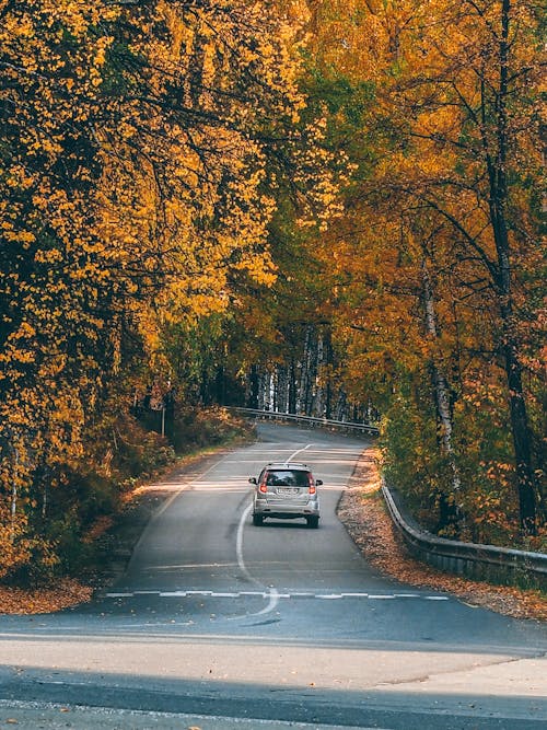 Gratis stockfoto met auto, bomen, herfst