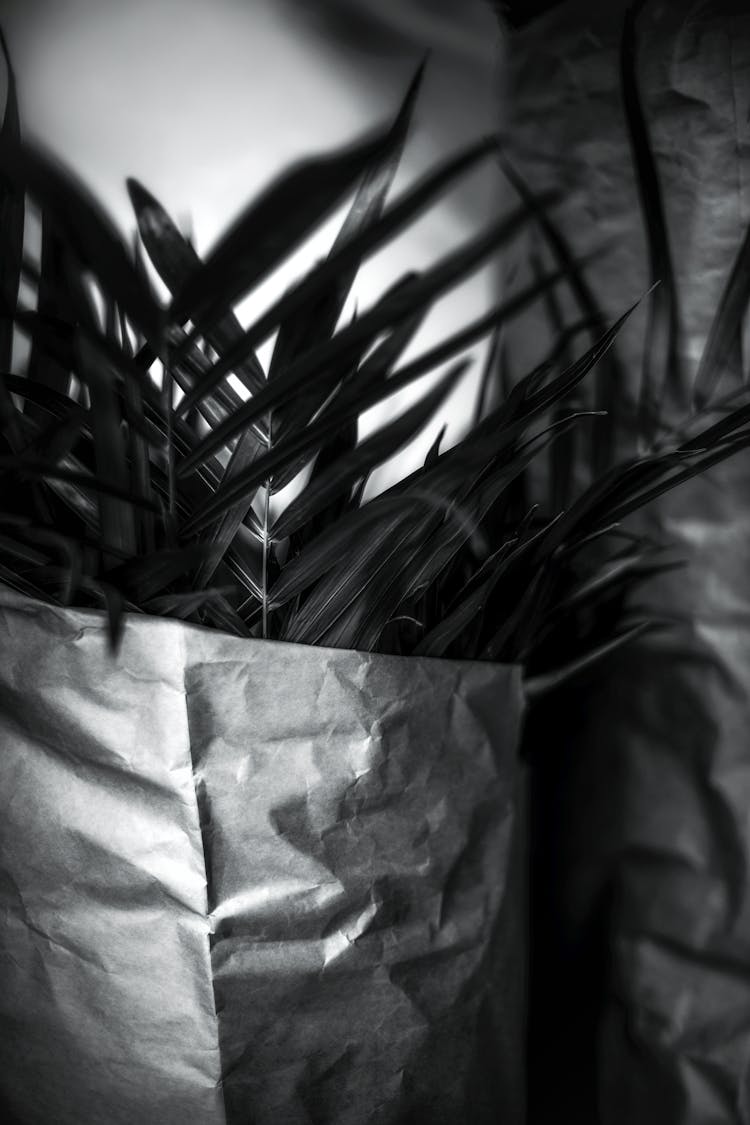 A Plant In A Bag