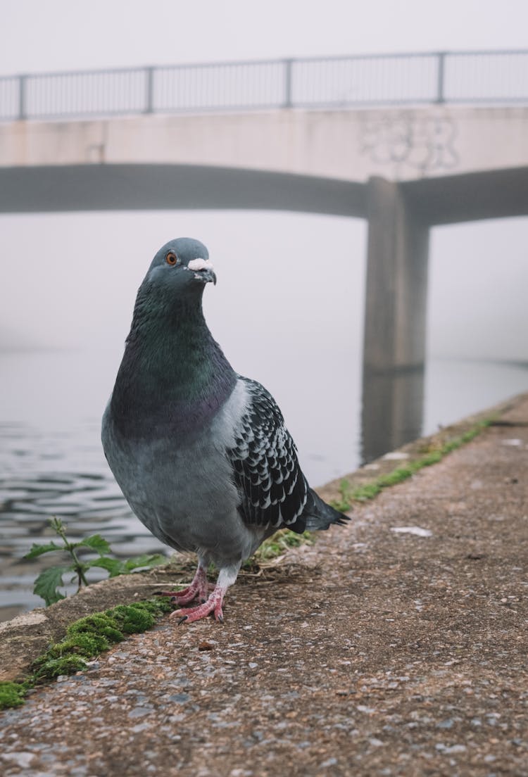 Close-Up Shot Of A Homing Pigeon 