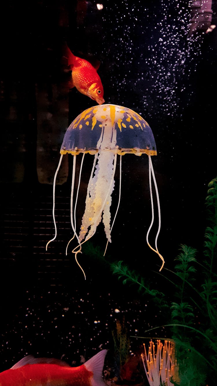 Jellyfish And Fish In A Tank 