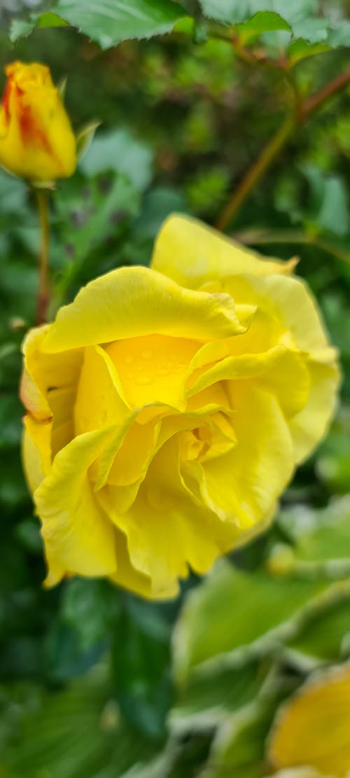 Free stock photo of cloister, rose, yellow