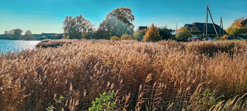 Free stock photo of autumn, coast, coastal nature