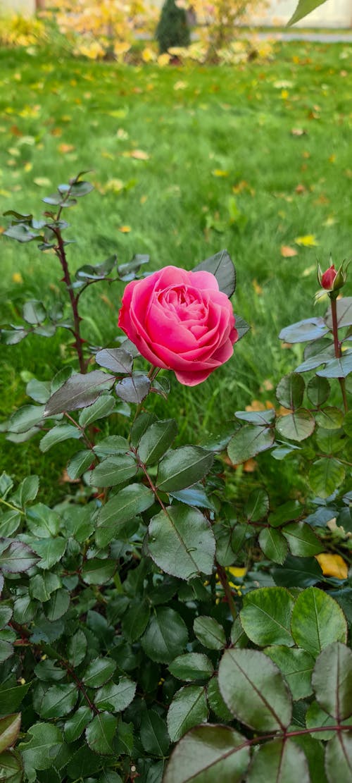 Free stock photo of beautiful flower, cloister, rose