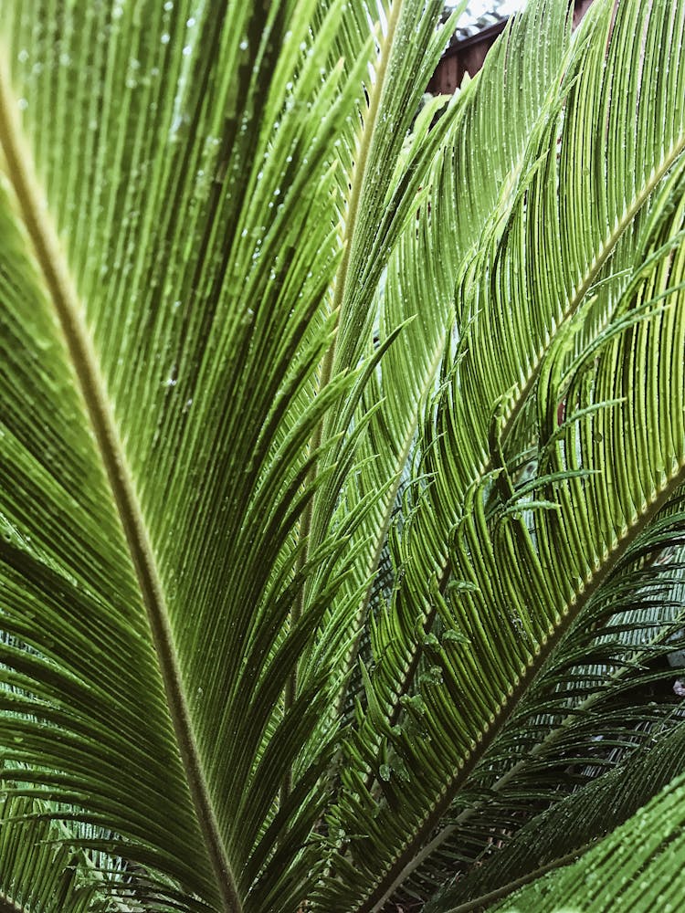 Green Tropical Plant Leaves