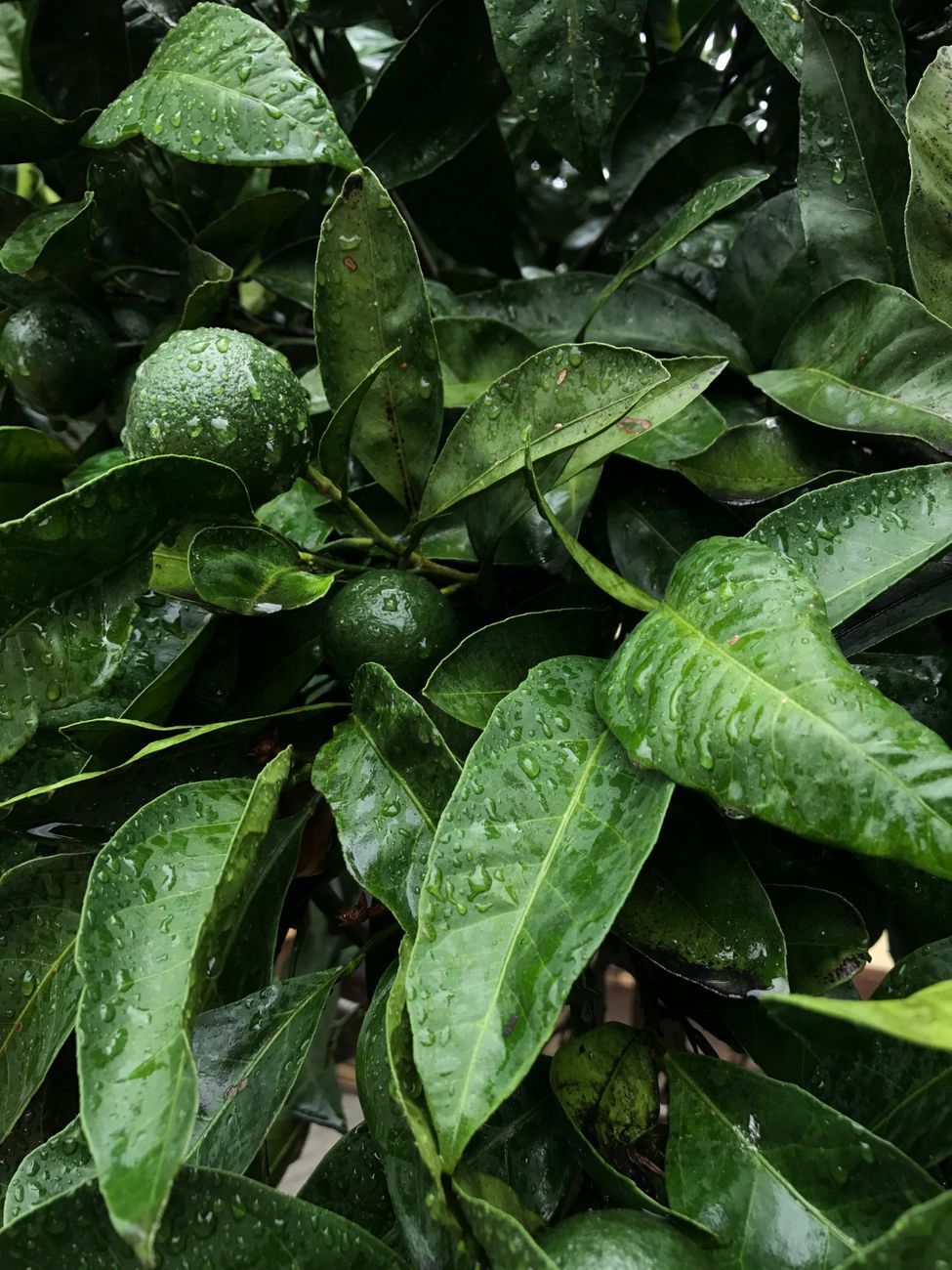 Preventing Drastic Leaf Drop: A Step-by-Step Acclimation Guide for Bringing Outdoor Citrus and Tropicals Indoors for Winter