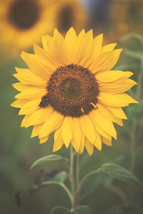Gratis Foto stok gratis berkembang, bunga matahari, flora Foto Stok