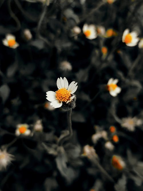 A Stem of Daisy Flower with Few Petals