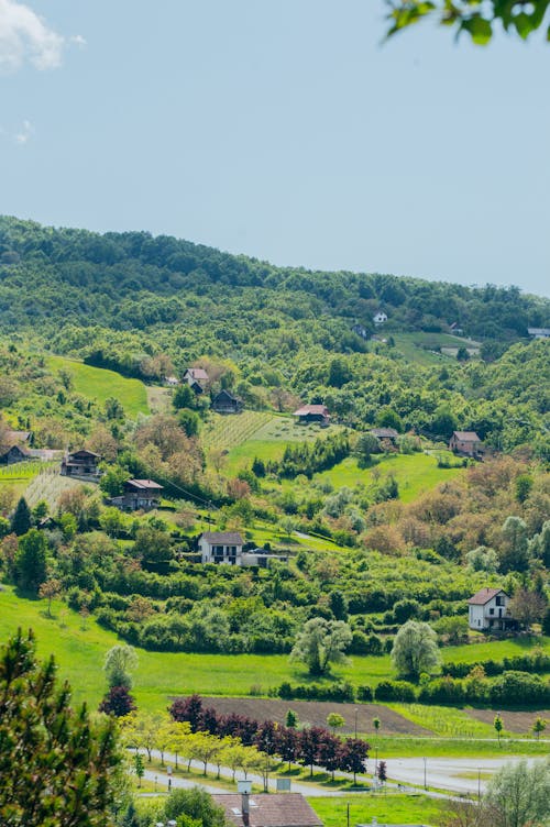 Immagine gratuita di alberi, cielo sereno, collina