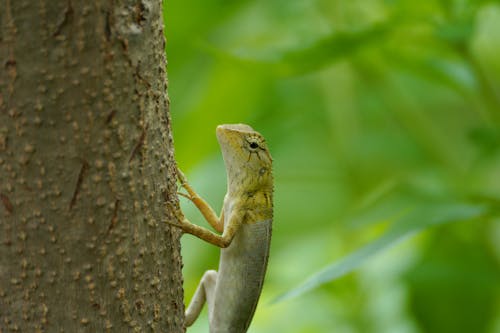 Green Lizard on Tree Trunk