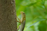 Brown and Gray Lizard on Brown Tree Branch