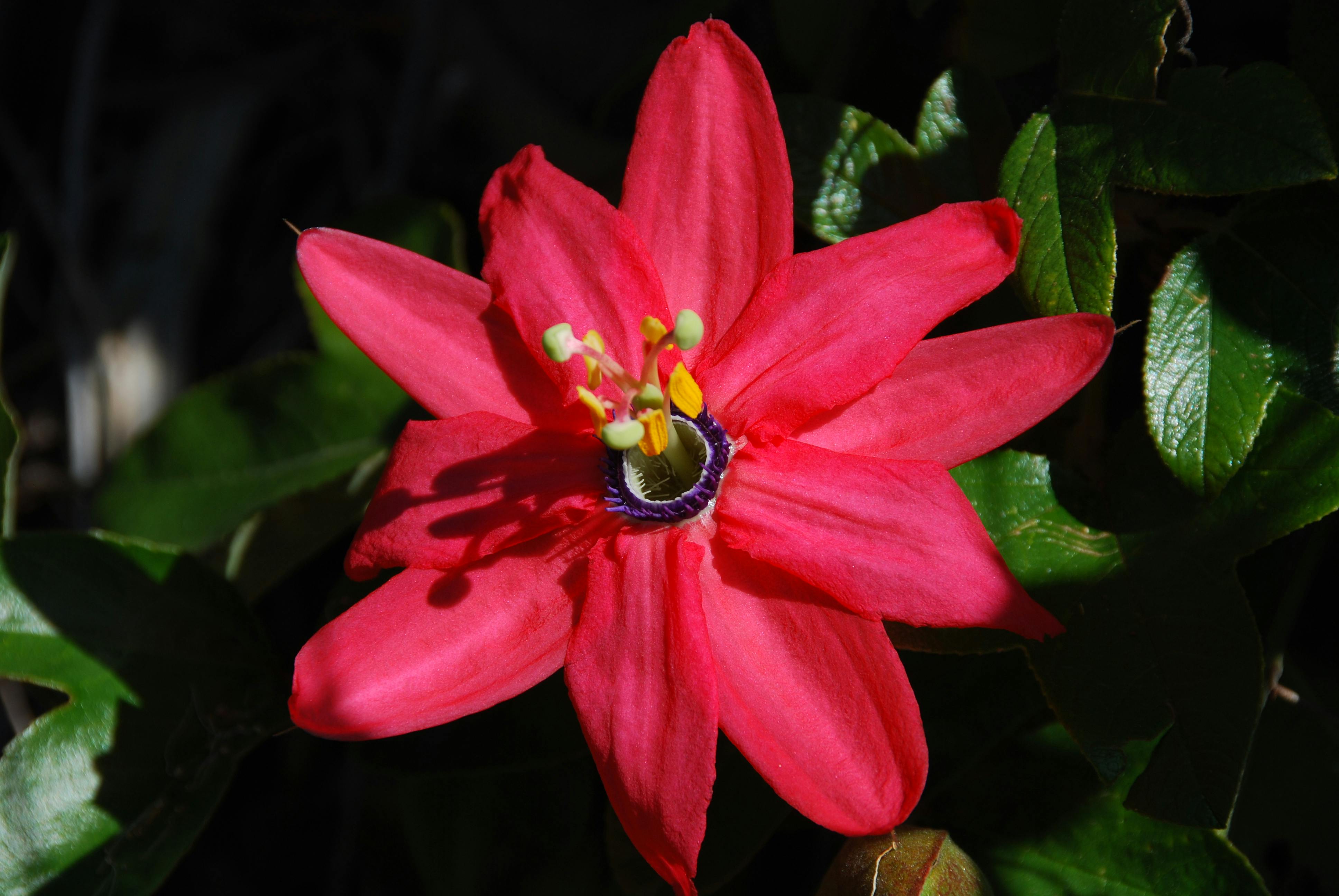 Free stock photo of blooming, flowers, full bloom