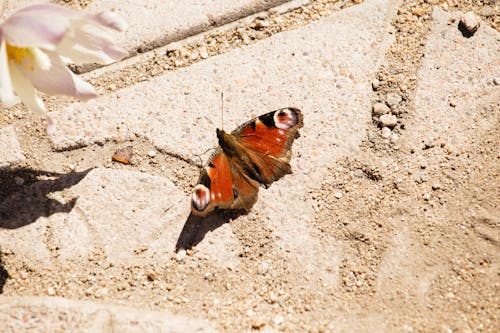 A Brown and Rust Colored Moth on Ground