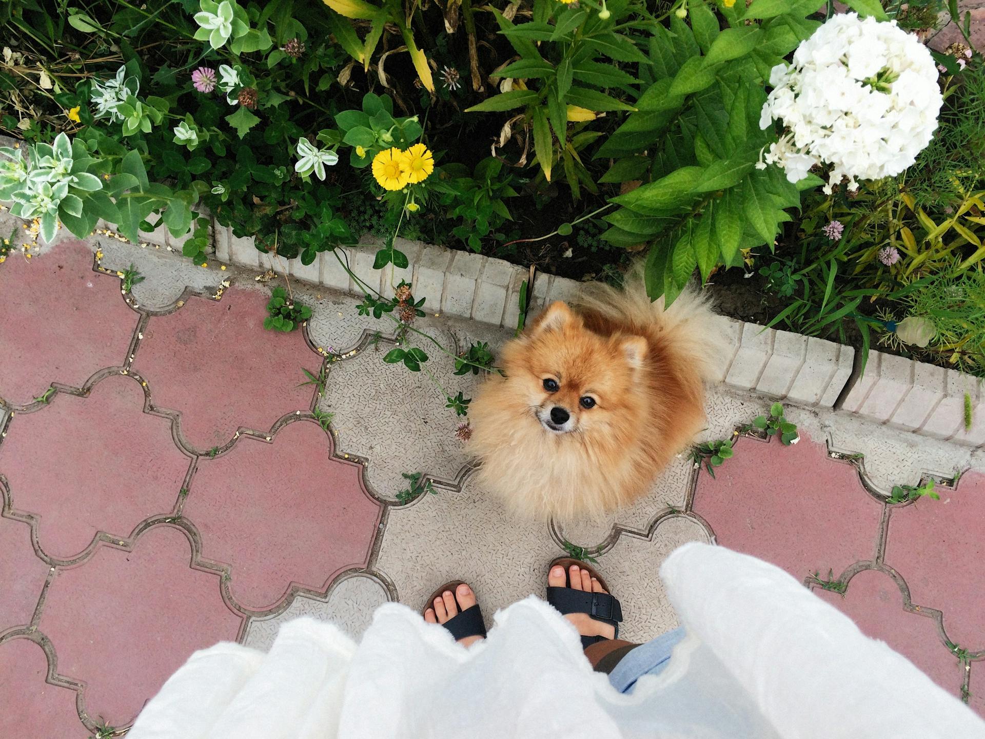 Pomeranian Sitting on Sidewalk by the Womans Feet