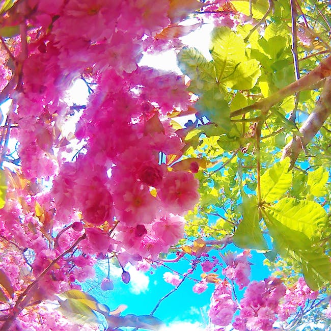 Foto Stok Gratis Tentang Bunga Bunga Sakura Mekar