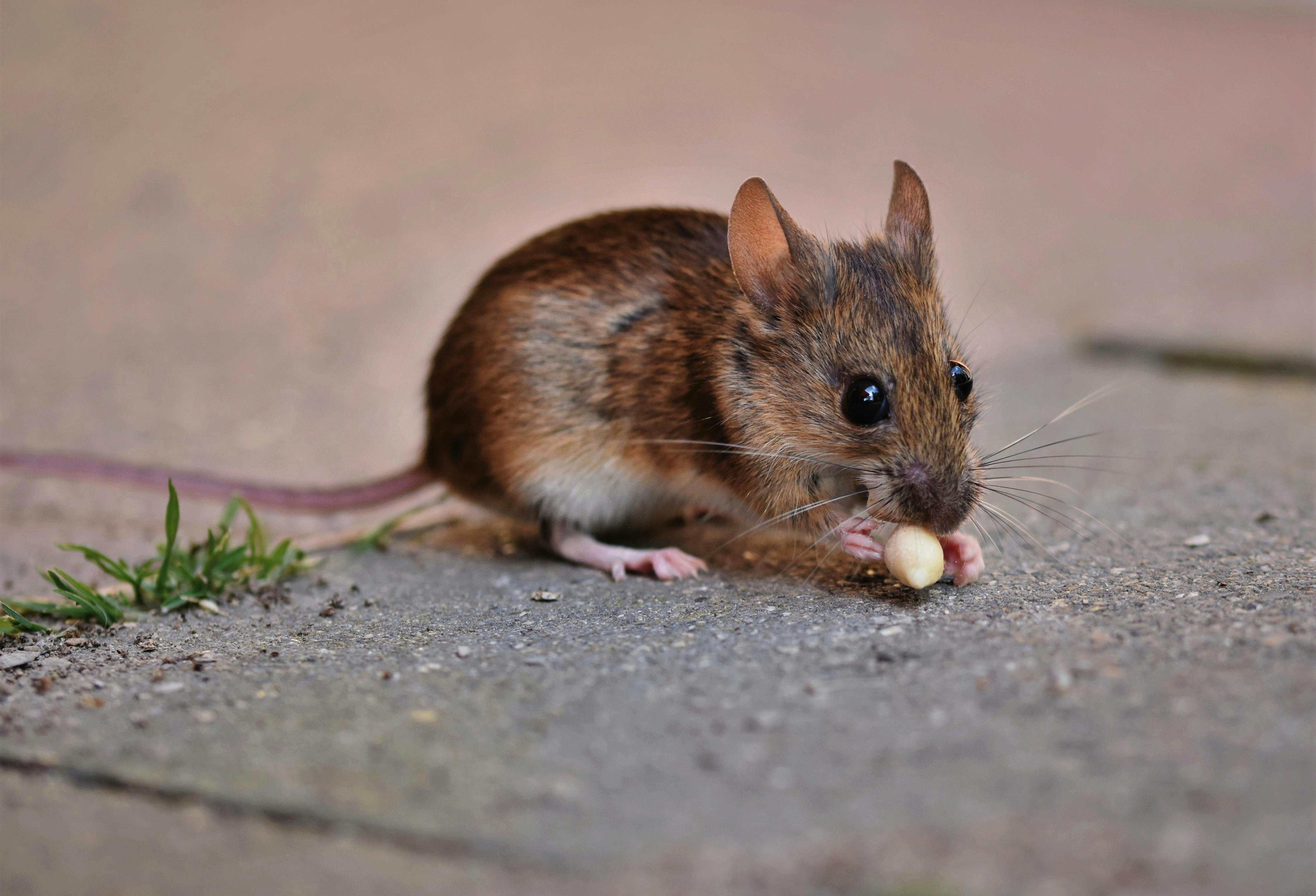 close up of a brown mouse