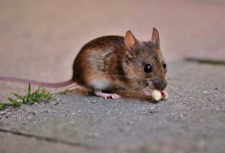 Close-up Of A Brown Mouse 