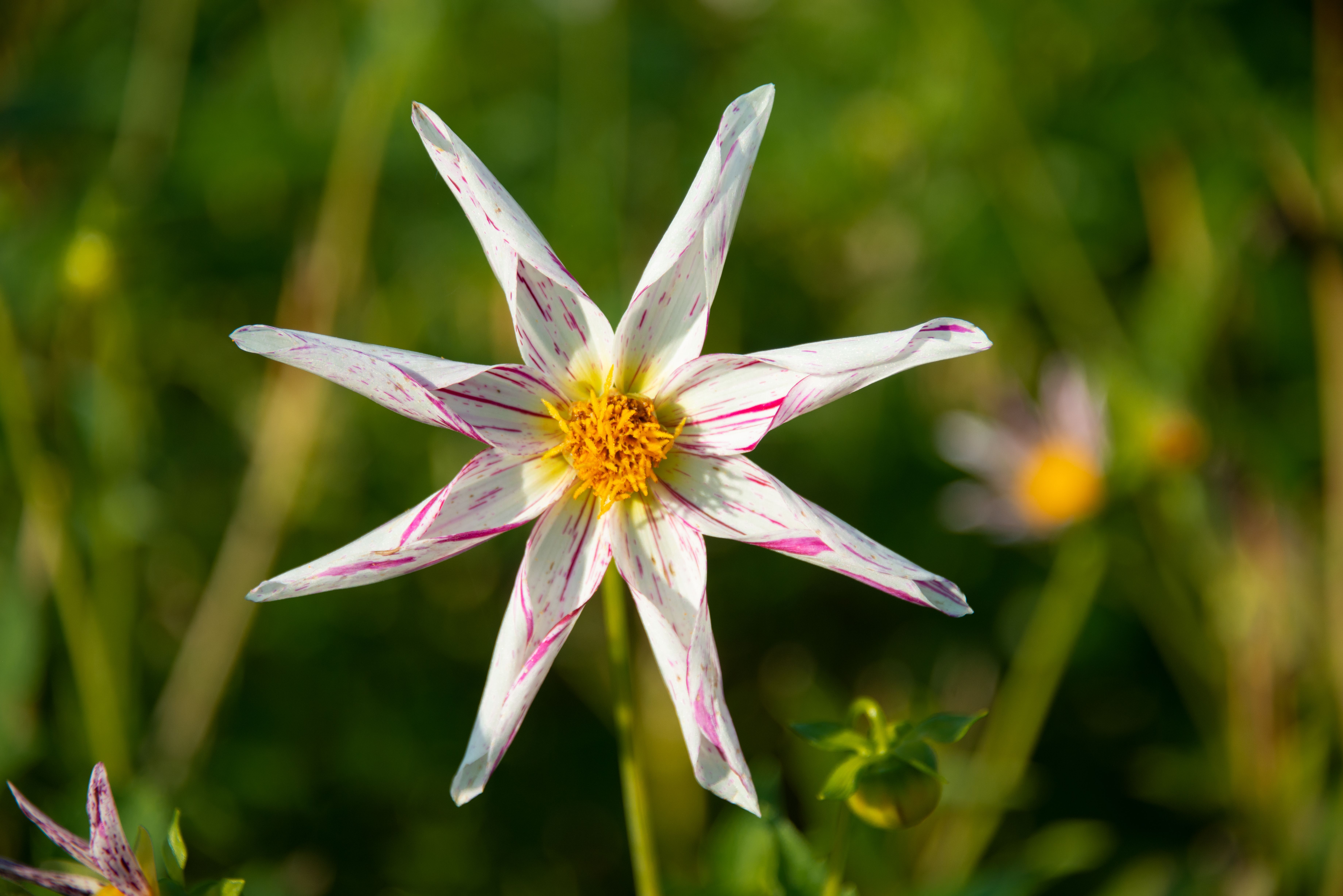 Detailed close-up of a star-shaped white flower with pink accents in full bloom outdoors.