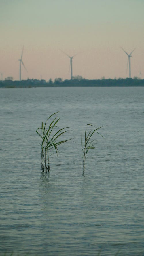 Green Plants Growing on Body of Water