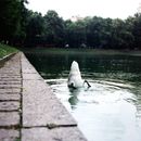 Upside Down White Duck on Water