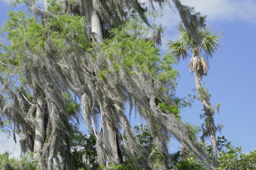 Free stock photo of cyprus, spanish moss