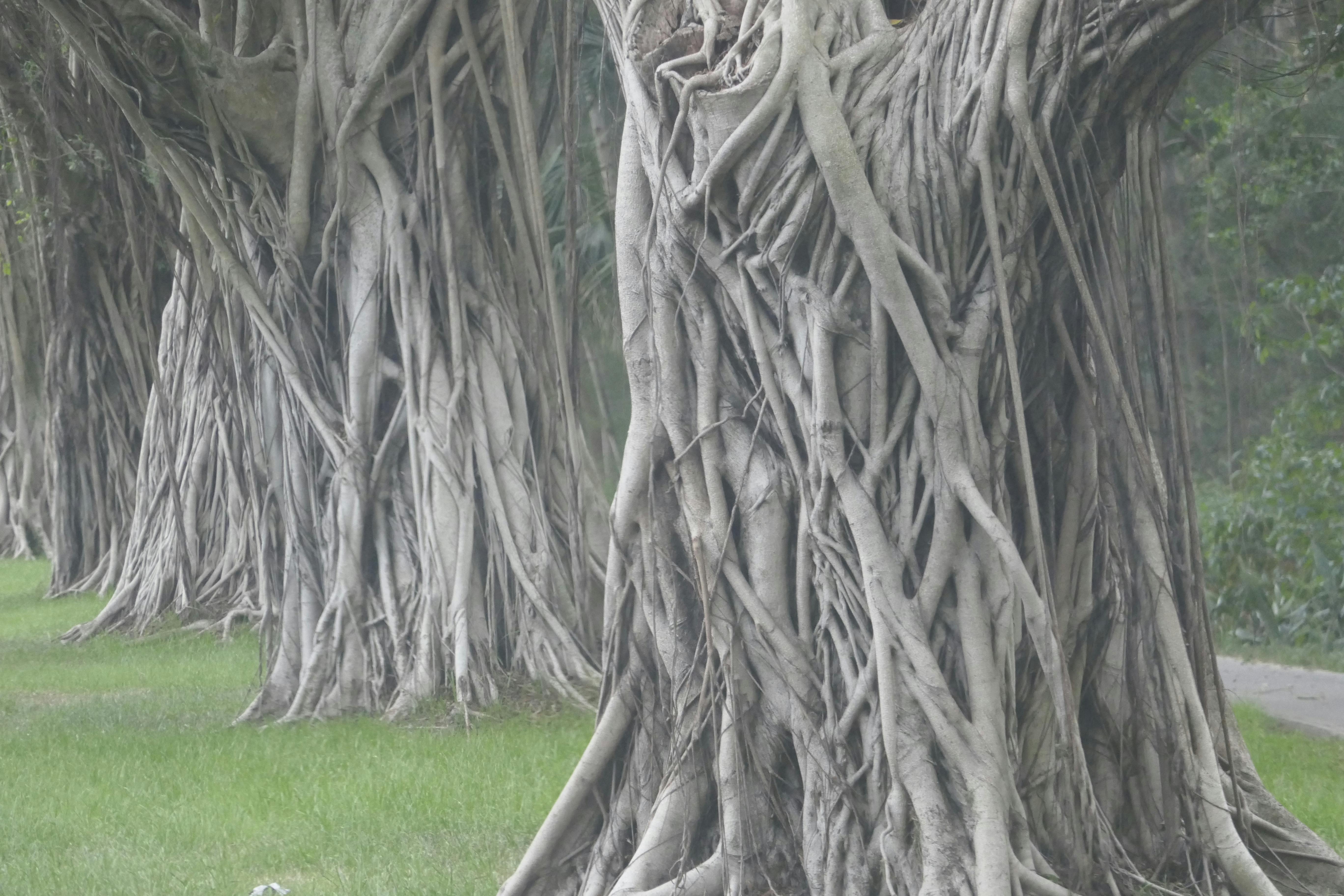 Free stock photo of banyan, ficus, ficus trees