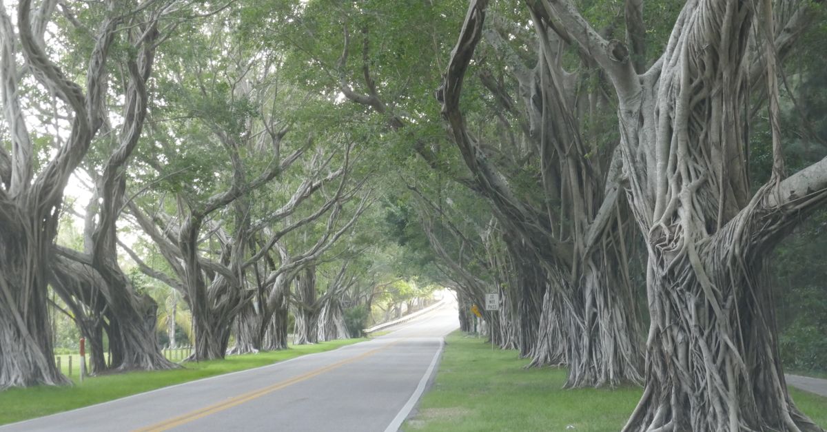 A mesmerizing tree-lined road in Hobe Sound, Florida, showcasing twisting trunks and lush greenery.