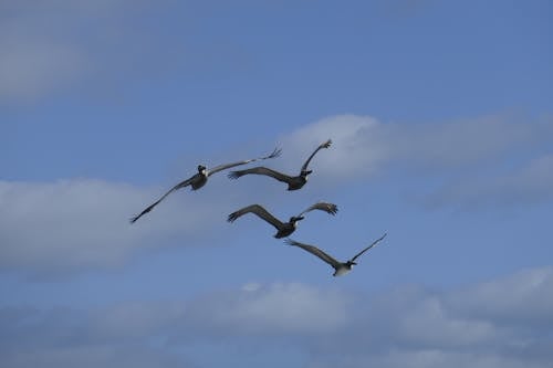 Free stock photo of flying, pelicans