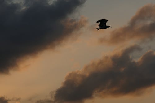 Free stock photo of beach, seagull, sunrise