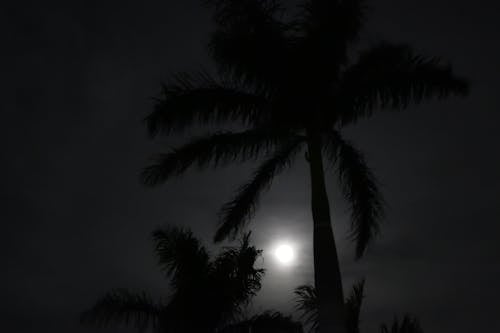 달, 밤, 야자나무의 무료 스톡 사진