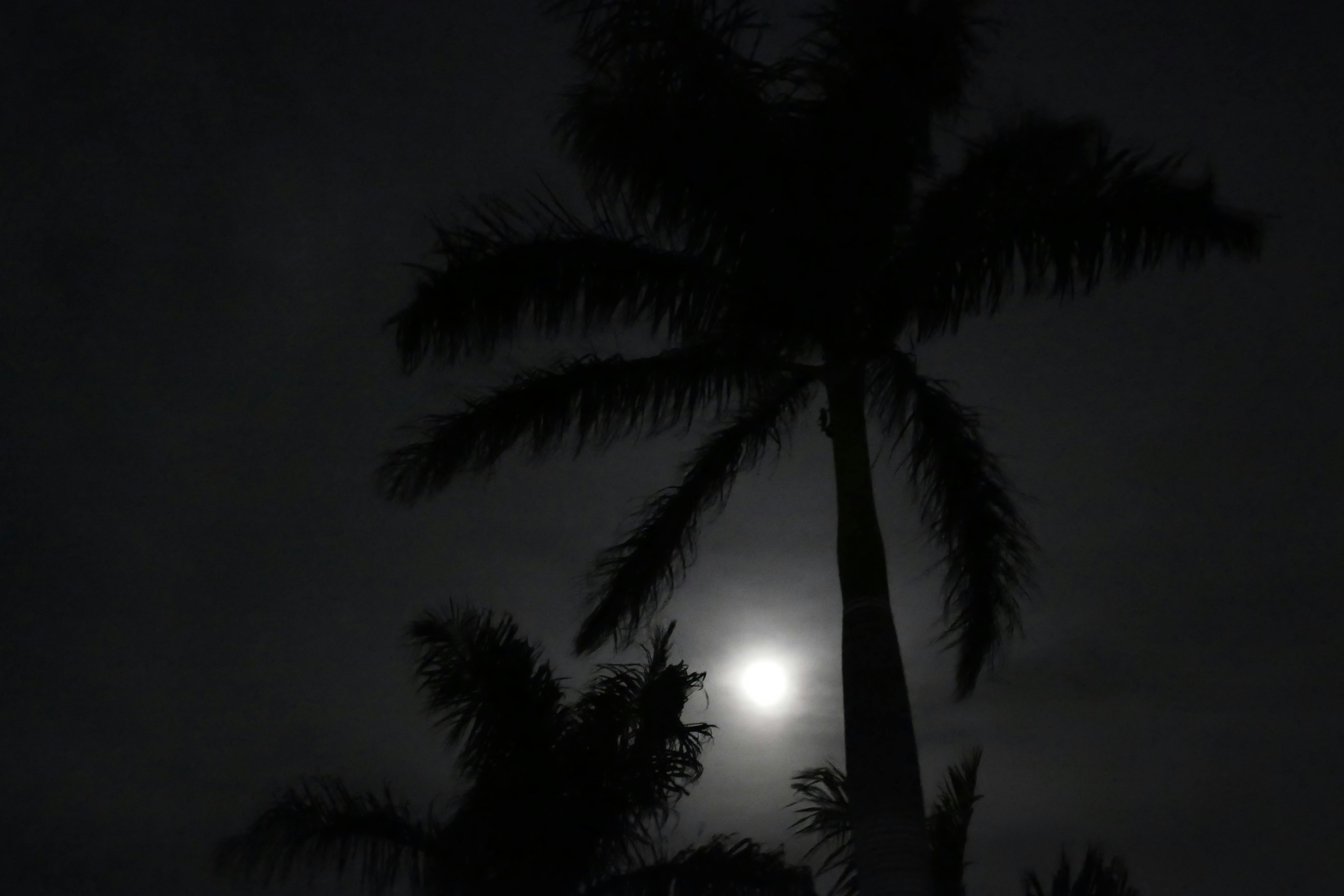 Free stock photo of moon, night, palm tree