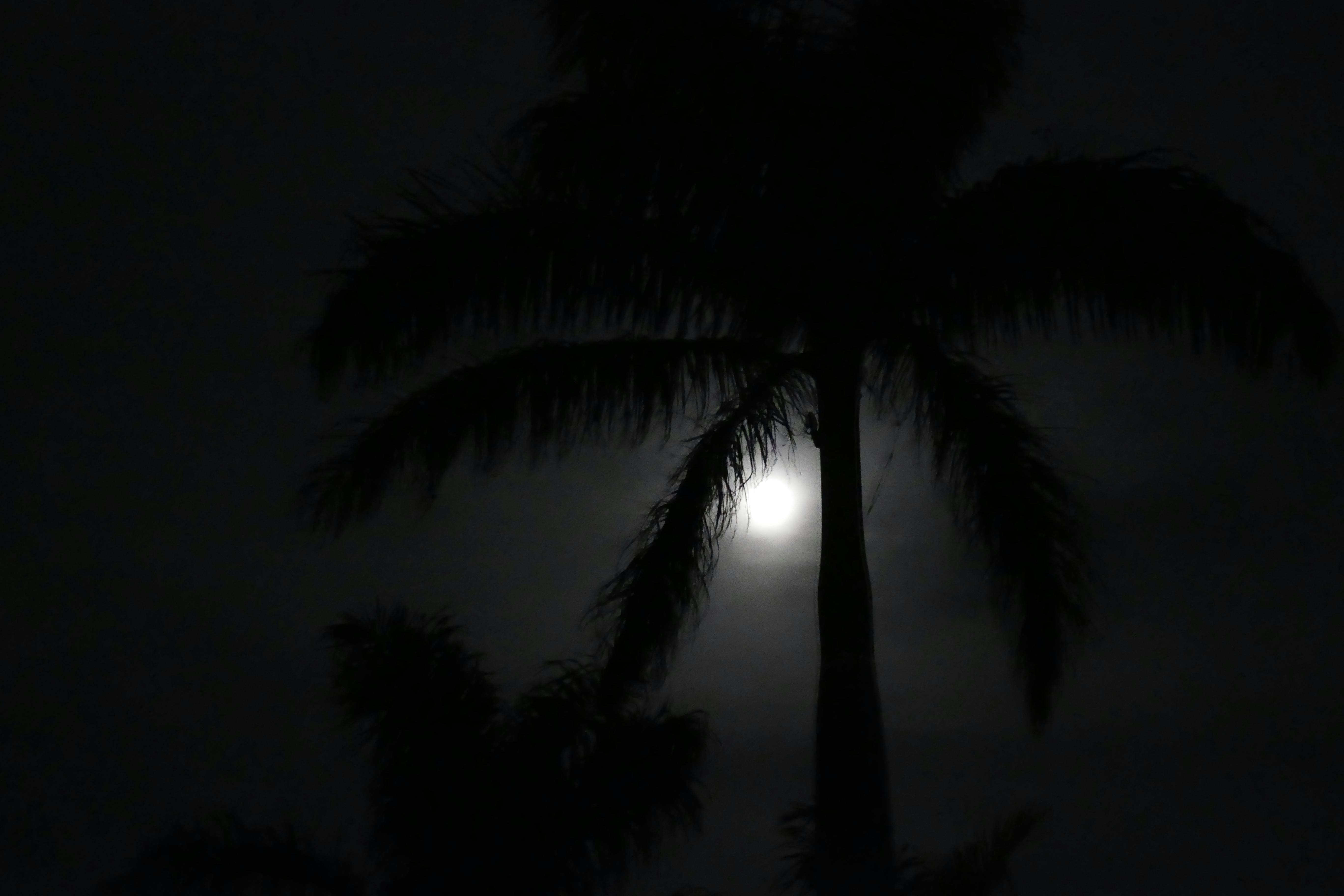 Free stock photo of moon, night, palm tree