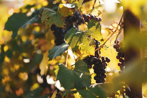 Grapes Growing on Vines