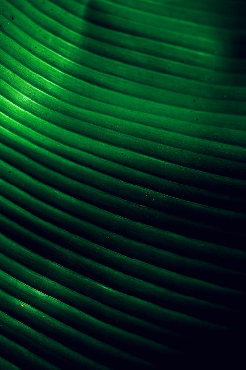 Green Leaf in Macro Photography 