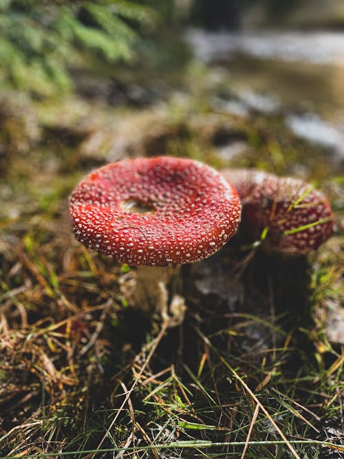 Wild Mushrooms on the Ground