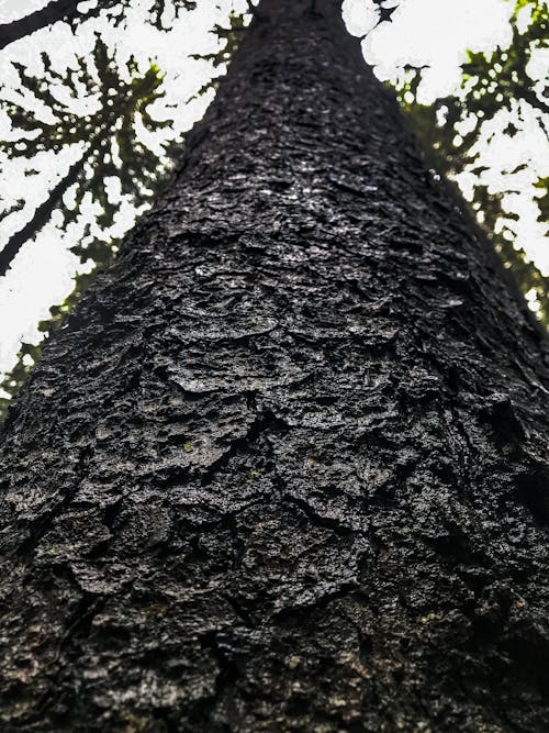 Gratis lagerfoto af 2020 baggrund, bark, blåt vand