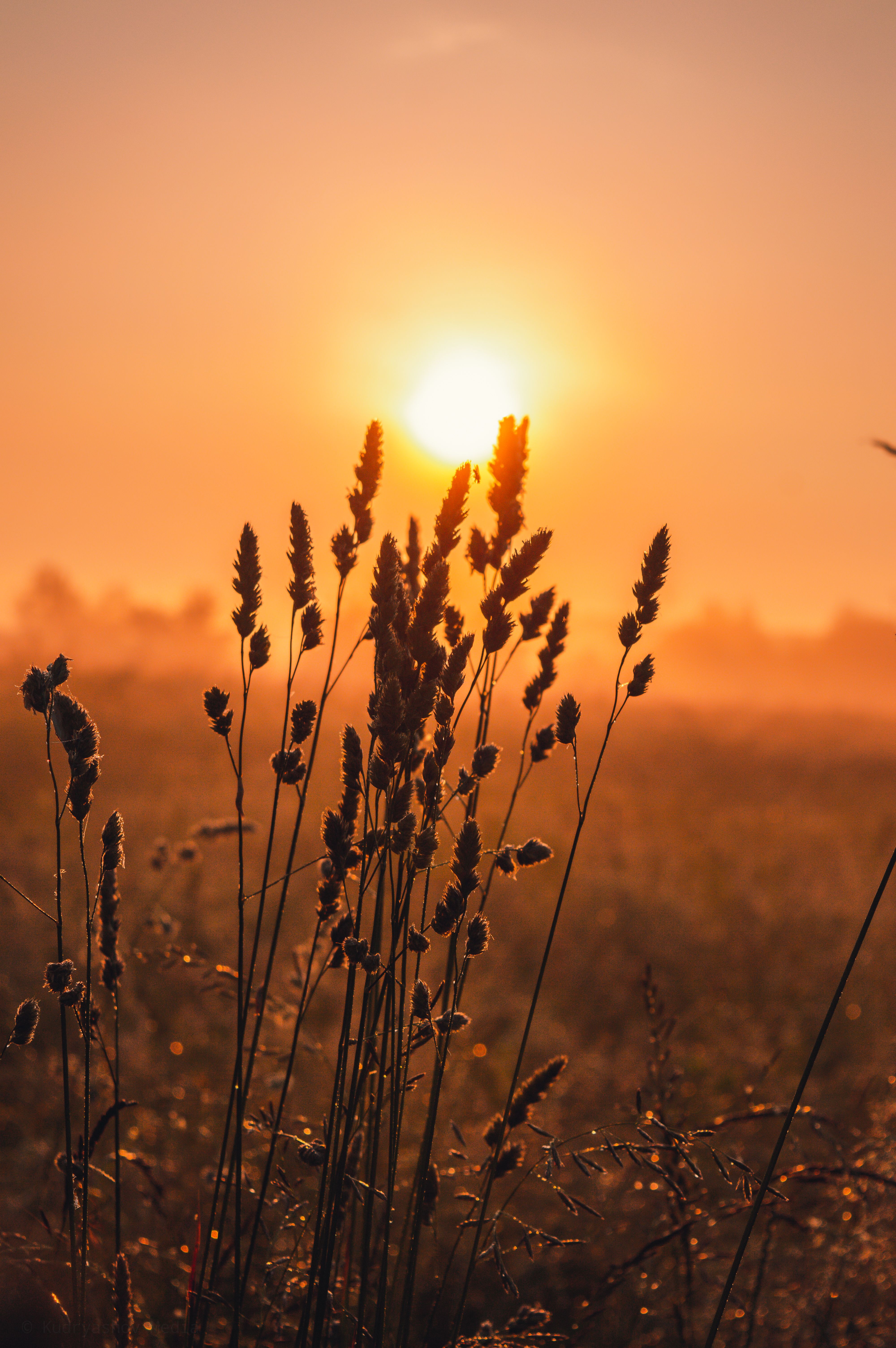 Silhouette of wild grass against a golden hour sunset, capturing tranquility and rural charm.