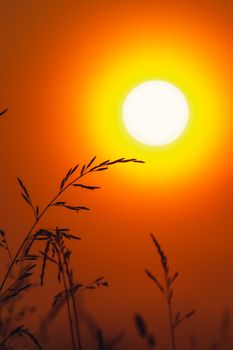Grass silhouetted against an orange sunset sky with the sun glowing in the background.