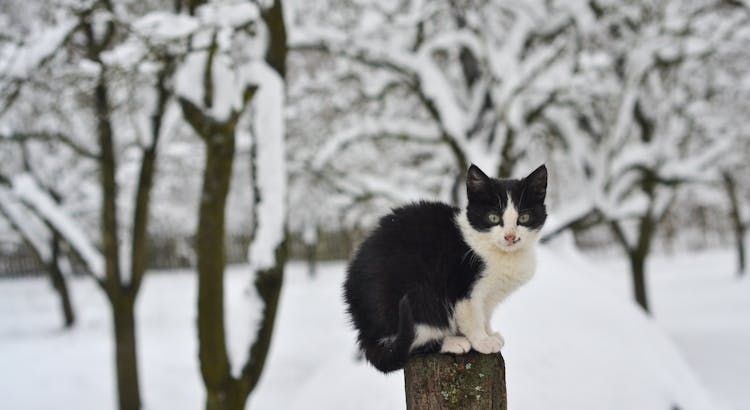 Tuxedo Cat On Brown Tree Log