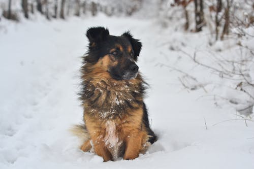 Fotos de stock gratuitas de al aire libre, animal, canino