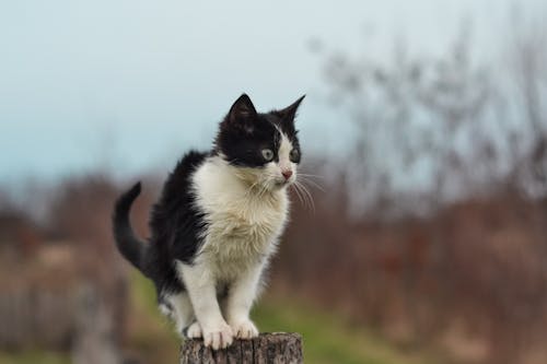 動物攝影, 家畜, 模糊的背景 的 免费素材图片