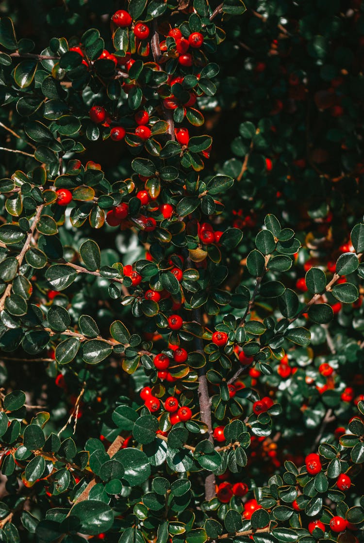 Rockspray Cotoneaster In Close-up Photography