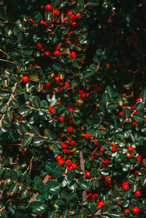 Free Vibrant close-up of Cotoneaster with red berries and dark green leaves, perfect for nature themes. Stock Photo