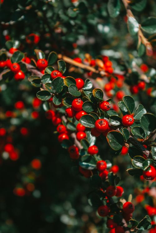 Free Close-up of vibrant red berries clustered on an evergreen branch with rich green leaves. Stock Photo