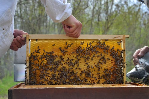 Základová fotografie zdarma na téma med, medový rám, muž