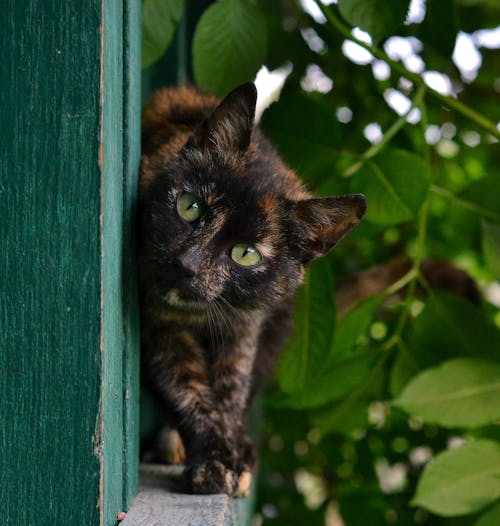 Close-Up Shot of a Calico Cat