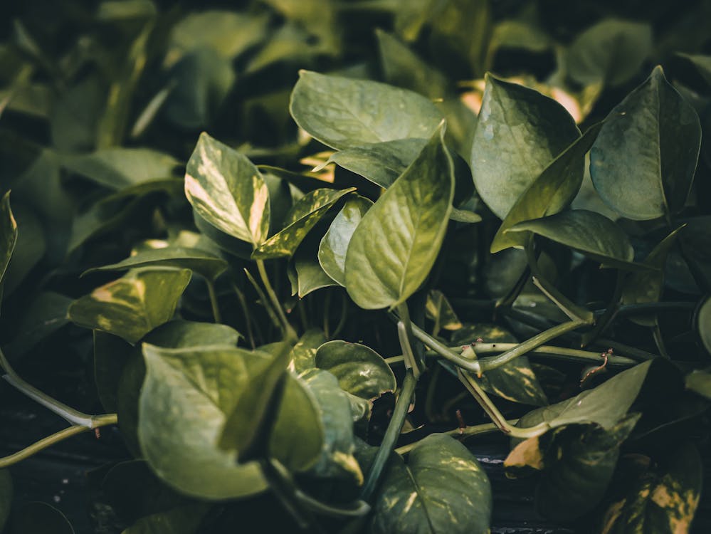 Free Green Leaves in Close Up Photography Stock Photo