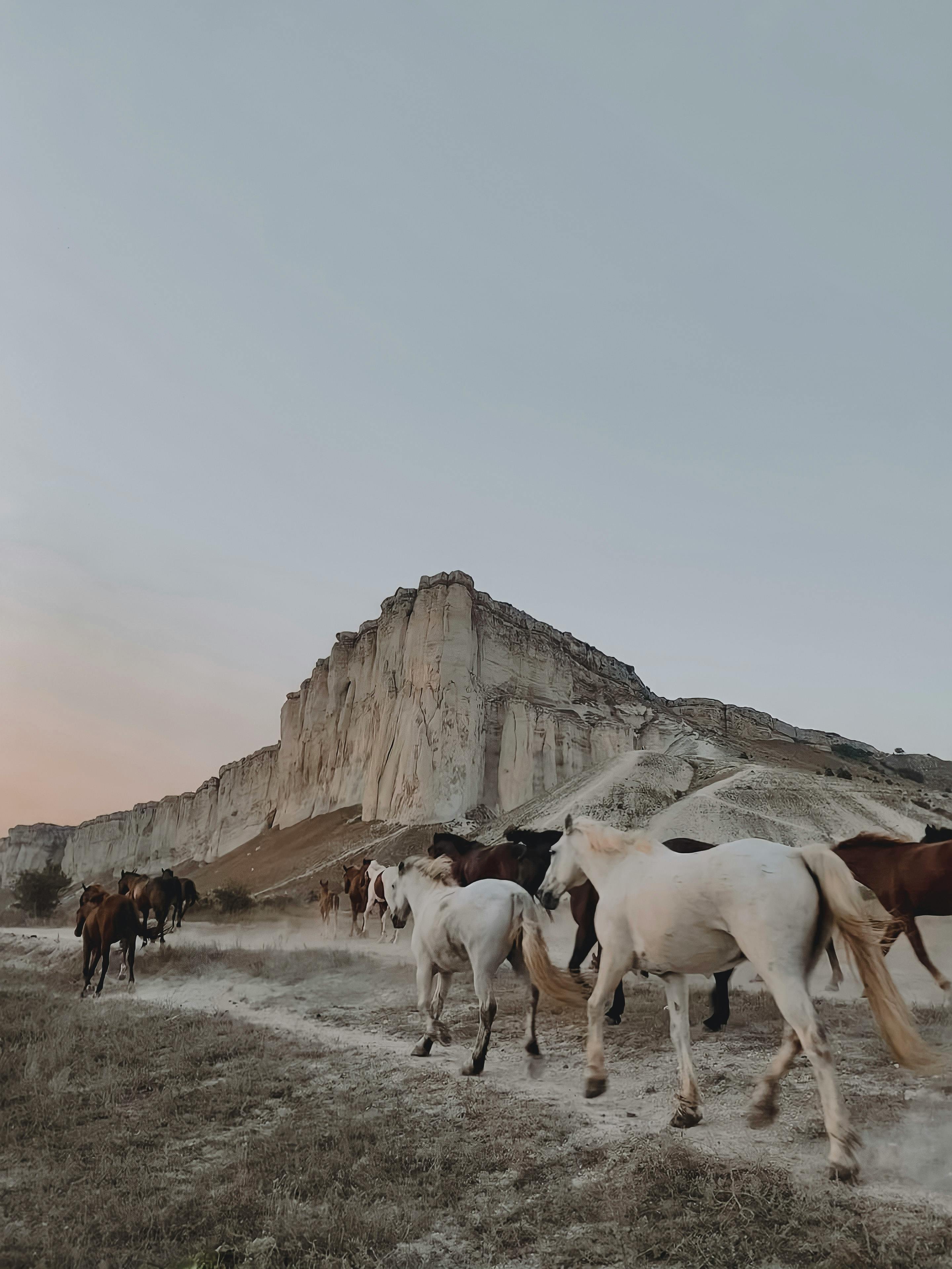 Horses roam freely at the scenic White Rock cliffs during a beautiful sunset.