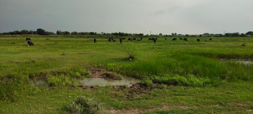 Free stock photo of animal head, beautiful landscape, domestic animals Stock Photo