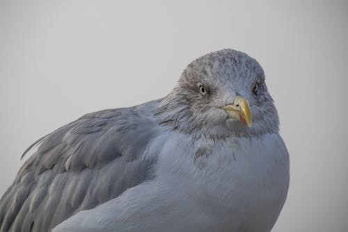 깃털, 바닷새, 새 사진의 무료 스톡 사진