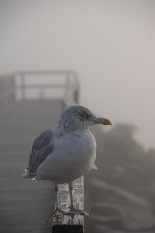 Free Gull Perched on a Railing Stock Photo